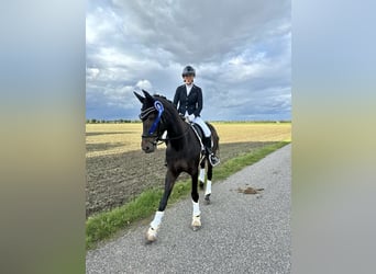 Rhinelander, Mare, 14 years, 16 hh, Bay-Dark