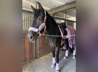 Rhinelander, Mare, 14 years, 16 hh, Bay-Dark