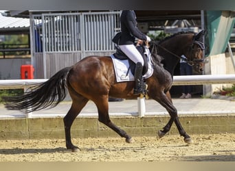 Rhinelander, Mare, 14 years, 16 hh, Bay-Dark