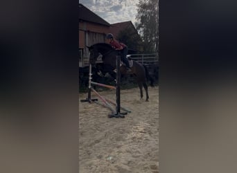 Rhinelander, Mare, 14 years, 16 hh, Bay-Dark