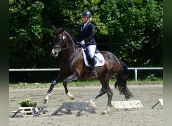 Rhinelander, Mare, 14 years, 16,1 hh, Bay-Dark