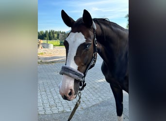 Rhinelander, Mare, 14 years, 16,1 hh, Brown