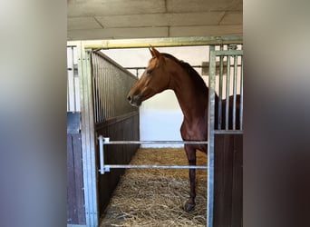 Rhinelander, Mare, 14 years, 16,1 hh, Chestnut-Red