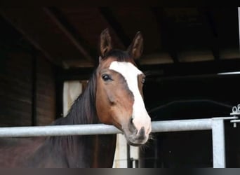 Rhinelander, Mare, 14 years, 16,1 hh