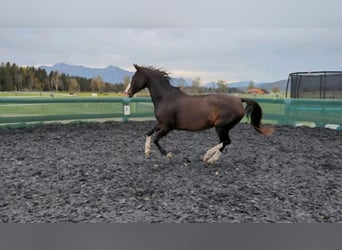 Rhinelander, Mare, 14 years, 16,1 hh