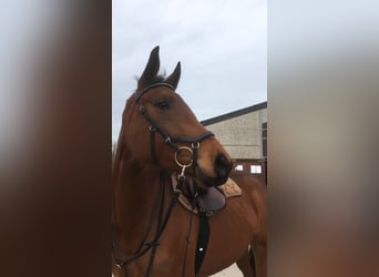 Rhinelander, Mare, 14 years, 16,2 hh, Brown