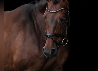 Rhinelander, Mare, 14 years, 16,3 hh, Brown