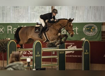 Rhinelander, Mare, 15 years, 16.3 hh, Brown