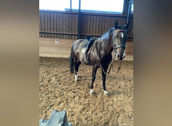 Rhinelander, Mare, 15 years, 16 hh, Bay-Dark