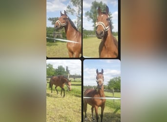 Rhinelander, Mare, 15 years, 16 hh, Brown