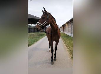 Rhinelander, Mare, 15 years, 16 hh, Brown