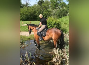 Rhinelander, Mare, 15 years, 16 hh, Brown