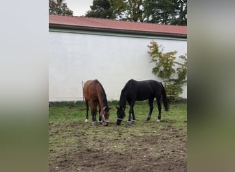 Rhinelander, Mare, 15 years, 16 hh, Brown