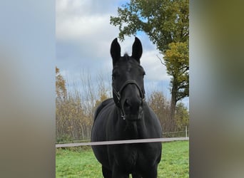 Rhinelander, Mare, 15 years, 16,2 hh, Bay-Dark