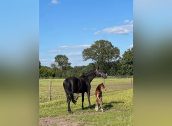 Rhinelander, Mare, 15 years, 16,2 hh, Bay-Dark