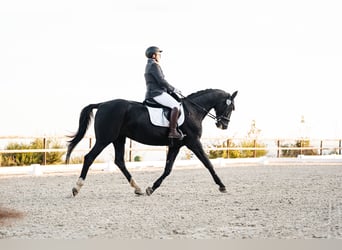 Rhinelander, Mare, 15 years, 17,1 hh, Smoky-Black