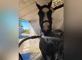 Rhinelander Mix, Mare, 16 years, 16.1 hh, Bay-Dark