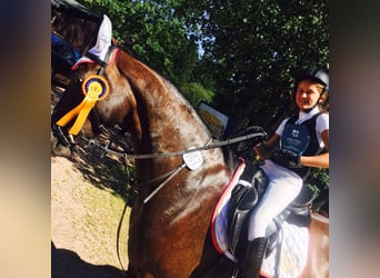 Rhinelander Mix, Mare, 16 years, 16.1 hh, Bay-Dark