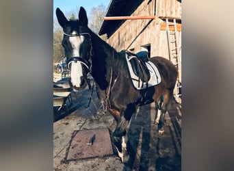 Rhinelander Mix, Mare, 16 years, 16.1 hh, Bay-Dark