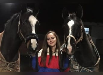 Rhinelander Mix, Mare, 16 years, 16.1 hh, Bay-Dark