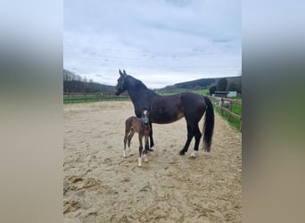 Rhinelander, Mare, 16 years, 16,1 hh, Brown