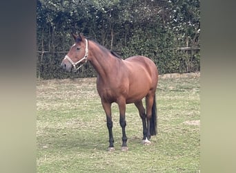 Rhinelander, Mare, 16 years, 16,1 hh, Brown