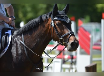 Rhinelander, Mare, 16 years, 16.1 hh, Brown