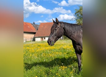Rhinelander, Mare, 16 years, 16.2 hh, Black