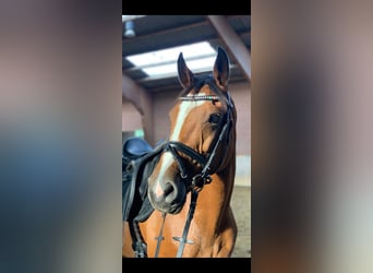 Rhinelander, Mare, 16 years, 16.2 hh, Brown