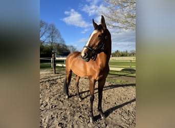 Rhinelander, Mare, 16 years, 16.2 hh, Brown