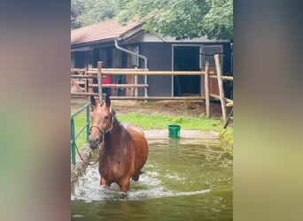 Rhinelander, Mare, 16 years, 16.2 hh, Brown