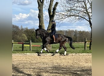 Rhinelander, Mare, 16 years, 16.3 hh, Brown
