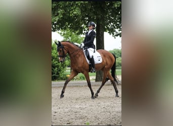 Rhinelander, Mare, 16 years, 16,2 hh, Brown