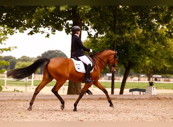 Rhinelander, Mare, 16 years, 16,2 hh, Brown