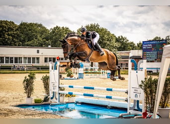Rhinelander, Mare, 16 years, 17.1 hh, Brown