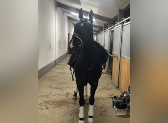 Rhinelander, Mare, 17 years, 15,3 hh, Black