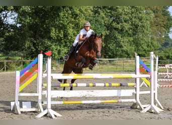 Rhinelander, Mare, 17 years, 16.1 hh, Brown