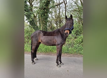 Rhinelander, Mare, 17 years, 16.3 hh, Bay-Dark