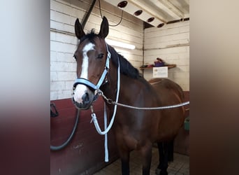 Rhinelander, Mare, 17 years, 16 hh, Brown