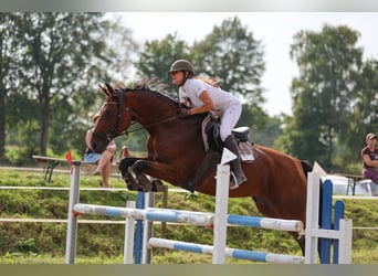 Rhinelander, Mare, 17 years, 16,1 hh, Brown