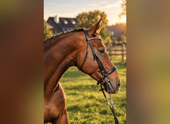 Rhinelander, Mare, 17 years, 17.2 hh, Brown
