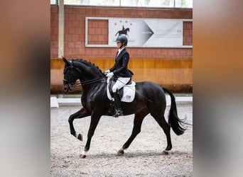 Rhinelander, Mare, 18 years, 16.1 hh, Brown