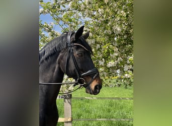 Rhinelander, Mare, 18 years, 16.1 hh, Brown
