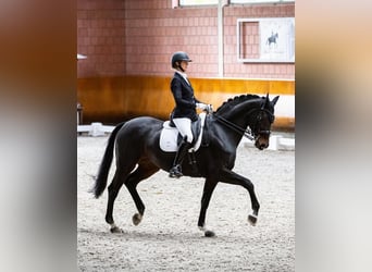 Rhinelander, Mare, 18 years, 16.1 hh, Brown
