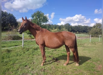 Rhinelander, Mare, 18 years, 16.1 hh, Chestnut-Red
