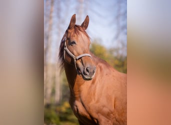 Rhinelander, Mare, 19 years, 16 hh, Chestnut-Red