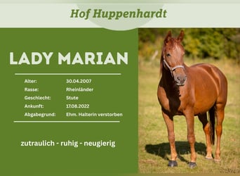 Rhinelander, Mare, 19 years, 16 hh, Chestnut-Red