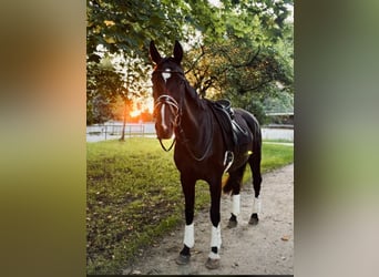 Rhinelander, Mare, 19 years, 16,1 hh, Black