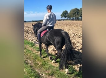 Rhinelander, Mare, 19 years, 17 hh, Bay-Dark