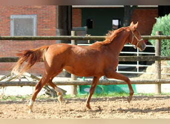 Rheinländer, Stute, 1 Jahr, 16,3 hh, Fuchs